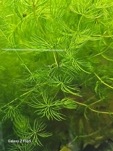 Собаки: 🐠 Продаю аквариумных рыбок! Скалярии, тернеции, моллинезии, меченосцы — 2