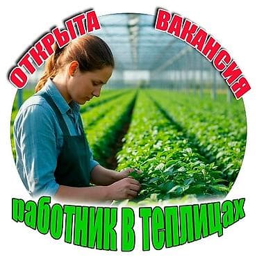 Производство: Требуется сотрудник в теплицу район верхнего Ала Тоо, ориентир — 1