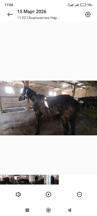 А\ч жаныбралары үчүн товарлар жана шаймандар: Сатам | Тай | Көбөйтүү үчүн — 1