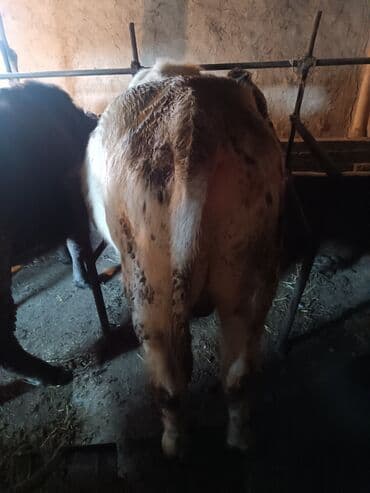 в связи с переездом отдам попугая жако в добрые руки: Продаю | Бык (самец) | На откорм | Привязанные — 4