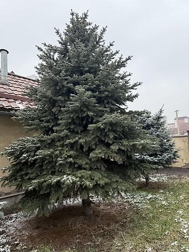 для елки: Ели, 3 шт. - Порода: декоративные хвойные ели (разные оттенки кроны — — 2