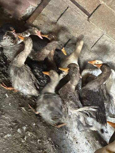 приют для собак: Утки 70 голов — 3