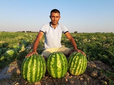 лимон растение: Удобрение Самовывоз — 18