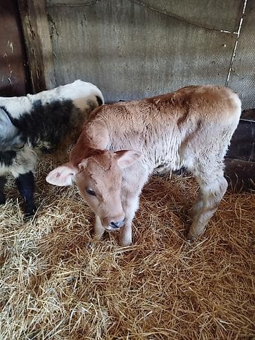 зааненские козы: Продаю | Бык (самец) | Швицкая | Для разведения | Искусственник — 4