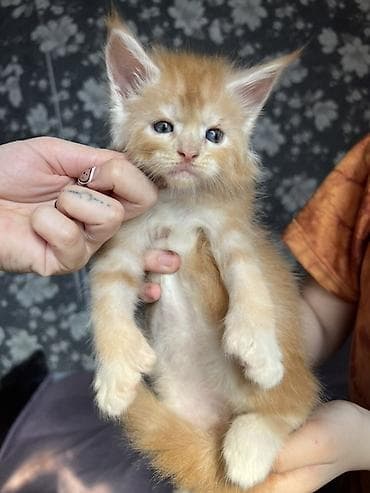 сингапурская кошка купить: ✨ Эксклюзивные полидактильные мейн-куны ✨ Предлагаются к продаже — 7