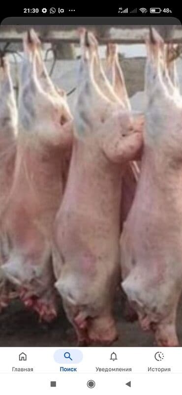 Баранина : Лопатка, Более 10 кг, Стейк, Платная доставка