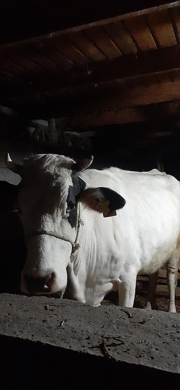продажа карова: Продаю | Корова (самка) | Для молока | Привязанные — 1