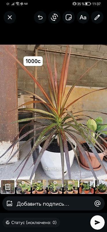 растения для офиса: Комнатные и уличные растения в горшках. гулдор сатылат Баасы келишим — 6