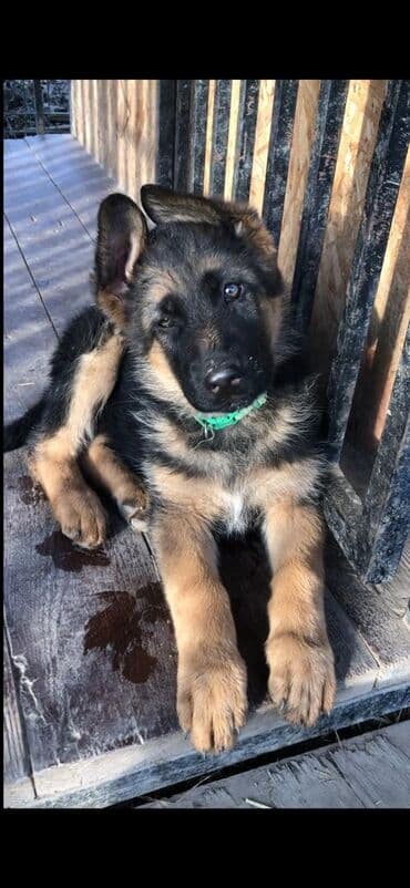 Аквариумы: Продаются чистопородные щенки немецкой овчарки! Дата — 22