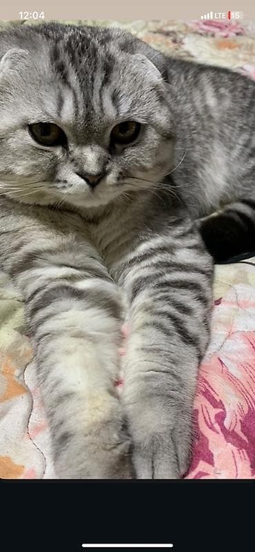 Шотландская вислоухая кошка (Scottish Fold), окрас серебристый табби