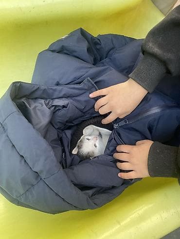 сабаки тайган: ОШ ОШ ОШ! АРБАТ ! Нужны добрые руеи котятамКотята — домашние любимцы — 2