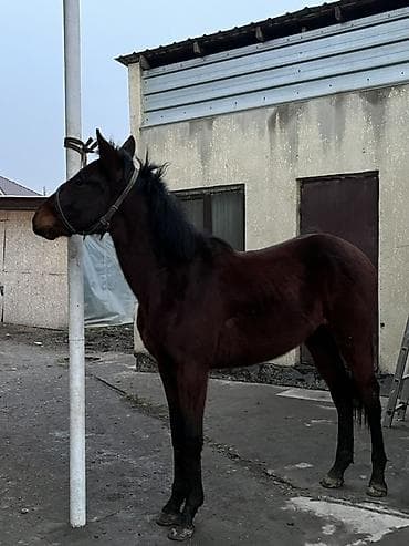 конный: Продаю | Жеребенок | Полукровка | Конный спорт — 3