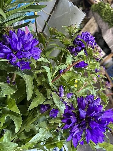 герлянда роса: Колокольчик скученный (Campanula glomerata) — многолетник с яркими — 1