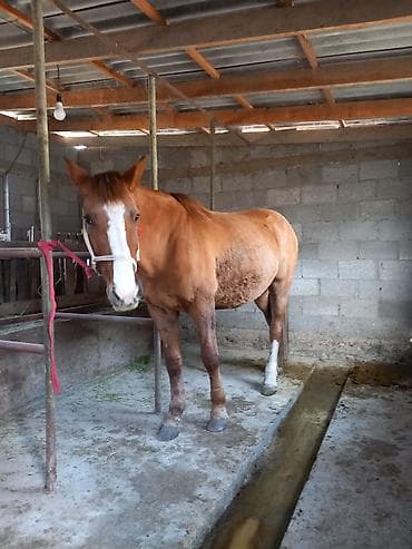 Другие животные: Продаю | Конь (самец) | Полукровка | Рабочий — 9