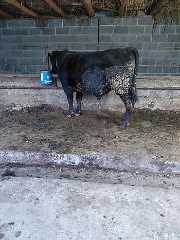 силос камбайн: Продаю | Бык (самец) | Абердин-ангус | На откорм | Привязанные — 10