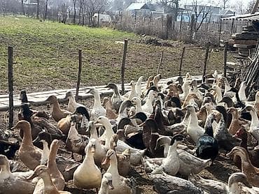 А/ч жаныбарларын сатам: Утки разных мастей для подворья и фермерских хозяйств. - Породы/типы — 6