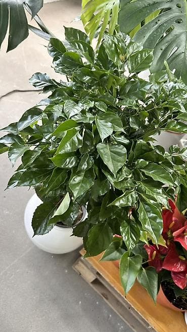 штамбовые: Кофейное дерево 🔥🔥🔥(Coffea arabica) в напольном горшке - Формировка — 3