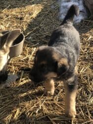 продажа щенков немецкой овчарки в бишкеке с документами: Овчарка, 1 месяц, Самка — 11