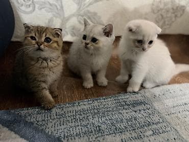 шотландский вислоухий котенок: Котята с вислоухими ушками (тип скоттиш-фолд/страйт по внешности) — 5
