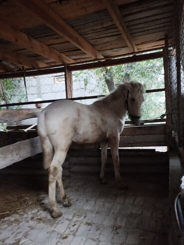 домик для животных: Продаю | Конь (самец) | На забой — 2