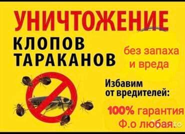 уничтожение клоп блох: Дезинфекция, дезинсекция, | Блохи, Вирусы, микробы, Клопы, | Подвал, погреб, Подъезды, Транспорт — 6