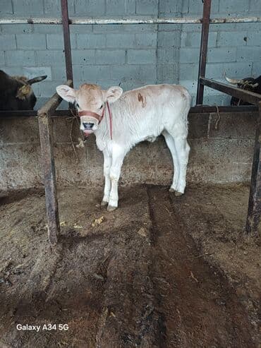 куры живые: Продаю | Музоо, торпок | Алатауская | Для молока — 1