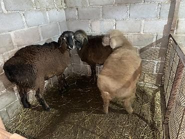 Продаю | Ягненок, Баран (самец) | Для разведения at lalafo.kg Продаю | Ягненок, Баран (самец) | Для разведения