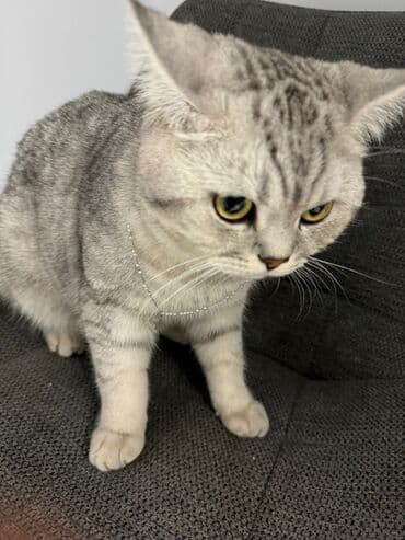 скоттиш страйт цена: Скотиш Страйт (Шотландская прямоухая), 1 год, Мальчик, Приучена к лотку, С прививками — 5