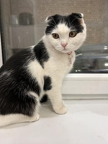 Шотландская вислоухая кошка БАГИРА (Scottish Fold), окрас черно-белый