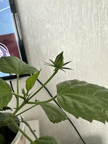 уй емерек: Гибискус (китайская роза) в декоративном горшке в бутонах - Комнатное — 1