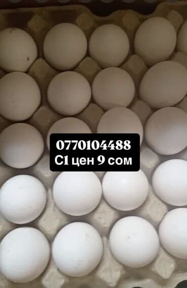 А/ч жаныбарлары үчүн тоюттар: Яйца. Бишкек#Нарын#Ысык-Кол#Кант#Токмок#Кара-Балта#Сокулук — 1
