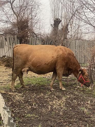 корова голштин: Продаю | Корова (самка), Тёлка, Музоо, торпок | Полукровка, Монбельярд | На откорм, На забой, Для разведения | После отела, Искусственник — 5