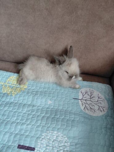 Трех летний сын оторвал кролику шерсть на спине (НЕ СПЕЦИАЛЬНО)были в