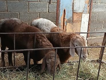 кеклик бишкек: Сатам | Кочкор (эркек) — 4