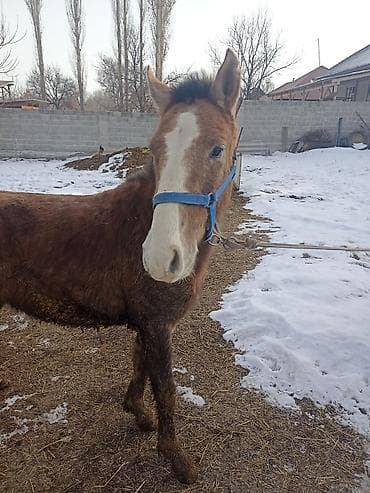 куплю коня: Продаю | Жеребенок | Рабочий — 5