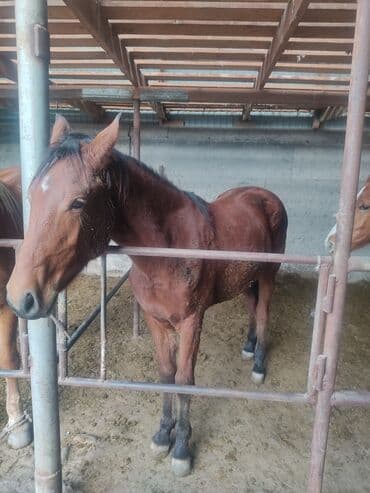 французский бульдог купить: Продаю | Кобыла (самка) | Полукровка | Для разведения — 1