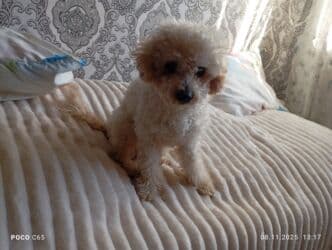 продажа щенков немецкой овчарки с документами в бишкеке: Вязка: Пудель, Самец, 1 год, С прививкой — 2