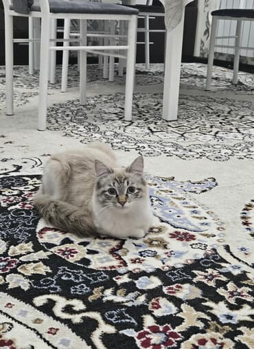 возьму собаку в добрые руки: Здравствуйте. Срочно ищем кота для нашей 8 месячной кошечки — 1