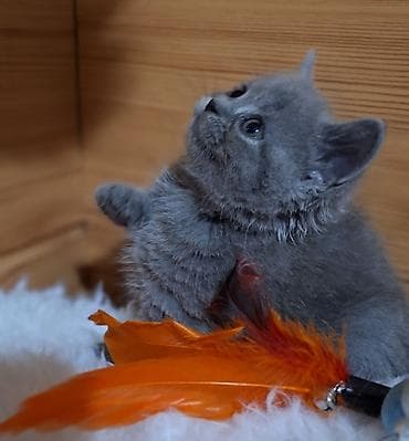 Үй жаныбарлары үчүн товарлар: Скотиш Страйт (Шотландиялык тик кулактуу), 2 айлык, Ургаачы, Көгүлтүр, Лотокко барууга үйрөтүлгөн, Курттардан тазаланган — 3