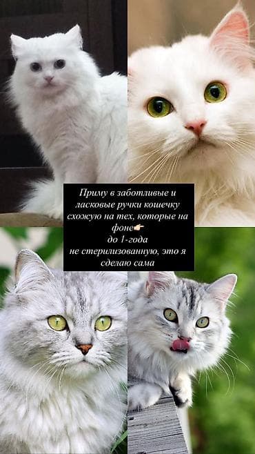 бишкек кошка: Ищем кошечку 🌸 У нас добрые и надежные ручки, очень любим кошек — 1