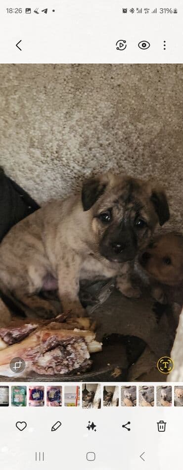 Отдам в хорошие руки! Щенки метисов - Милые щенки с короткой густой