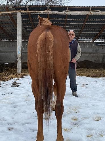 кона: Продаю | Конь (самец) | Английская | Конный спорт | Племенные — 4