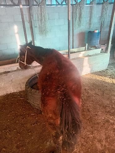 Продаю | Жеребенок | Для разведения
