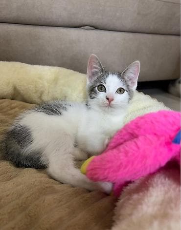 Котята-домашние любимцы - Возраст: 2–месяца - Окрас: классические — 4