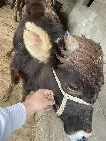 узи коров: Продаю | Бык (самец) | На откорм | Привязанные — 6