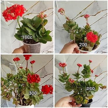 бөлмө гүлдөрү: Комнатные растения в горшках 1) Каланхоэ с красными соцветиями: - — 1