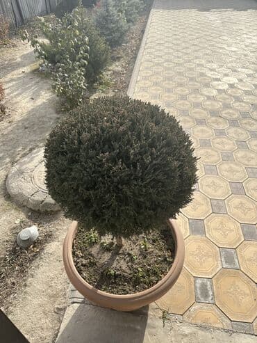 шкаф для одежды цена: БОЛЬШОЙ ГОЛУБОЙ МОЖЖЕВЕЛЬНИК, ОСОБЫЙ СОРТ, ТАКИХ МАЛО. ОЧЕНЬ КРАСИВЫЙ! — 4