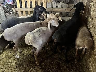 куриные ножки: Продаю | Баран (самец) | Для разведения | Племенные — 2