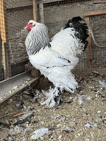 Аквариумдар: Сатам | Короздор | Брама | Көбөйтүү үчүн — 2