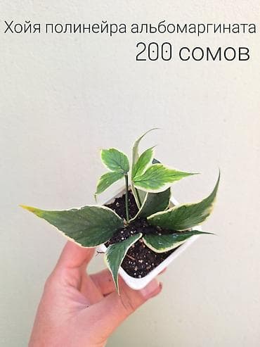 Бөлмө өсүмдүктөрү: 🌿 Комнатные цветы (укоренённые черенки/молодые растения/взрослые — 9
